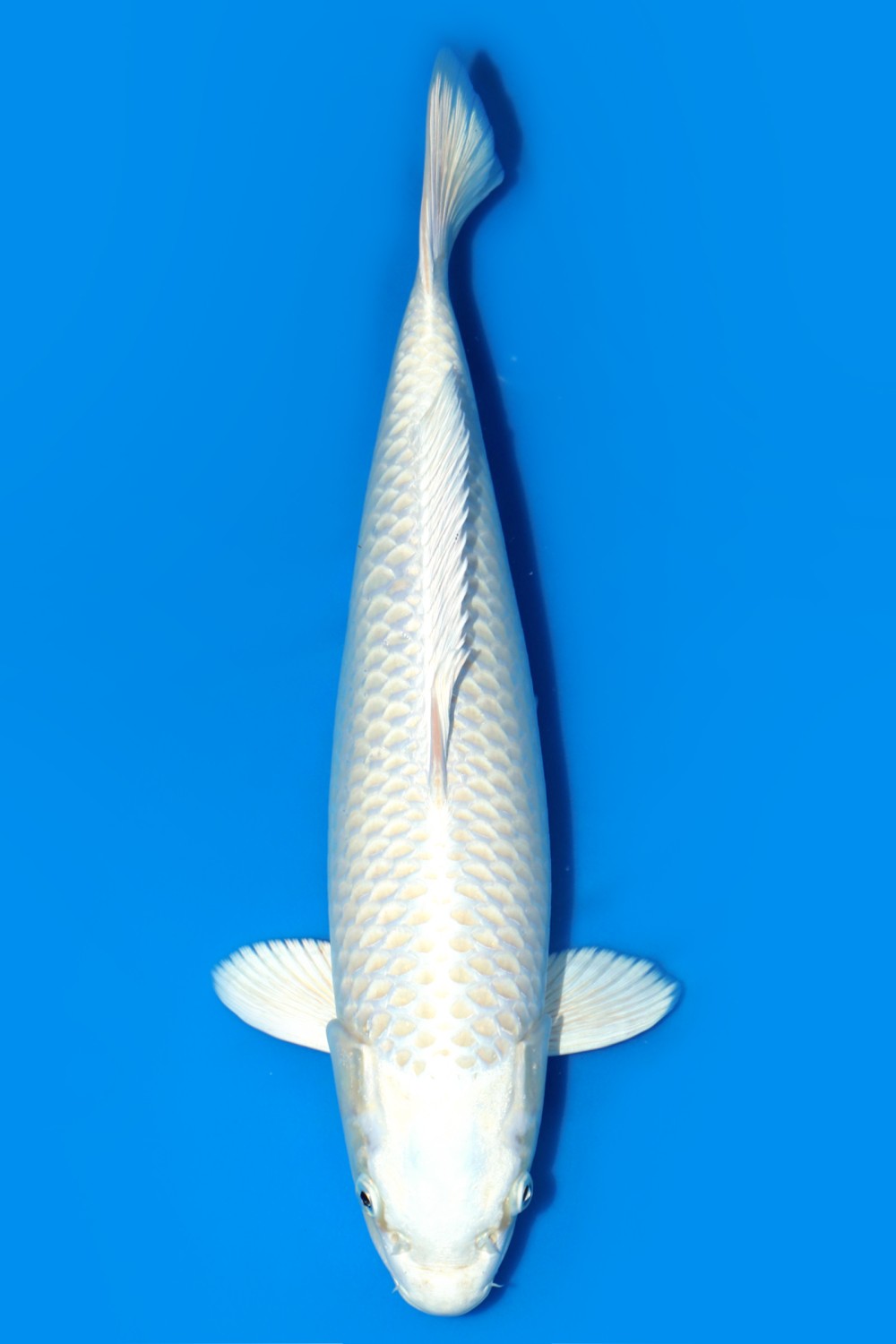 Juara 2