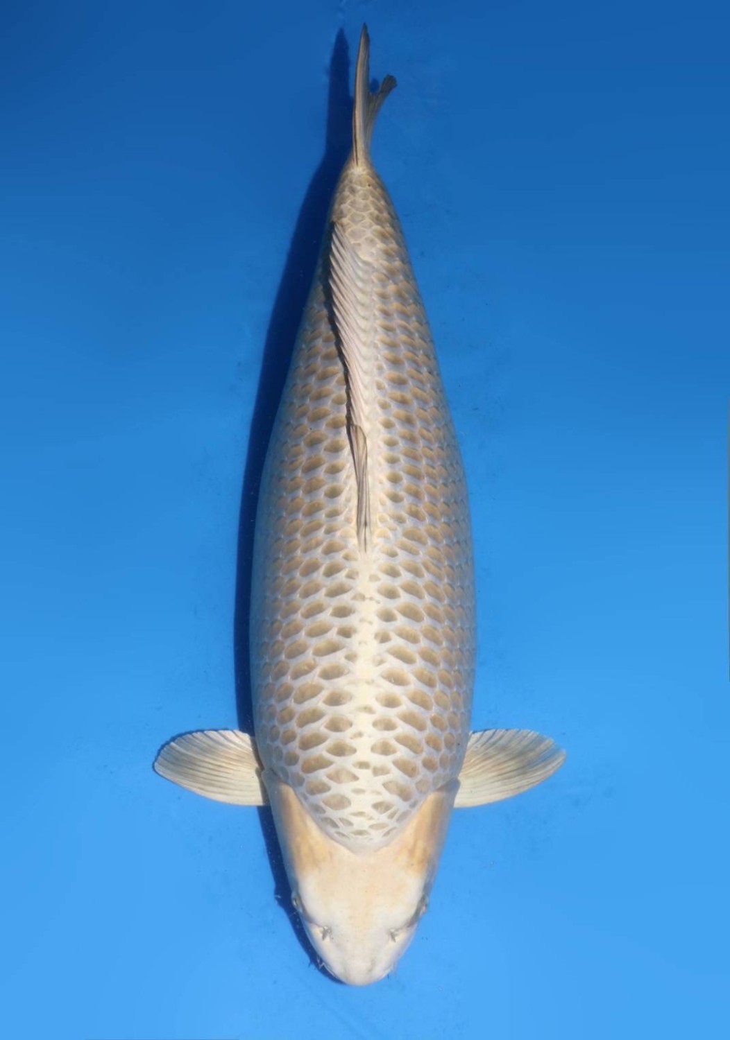 Juara 1