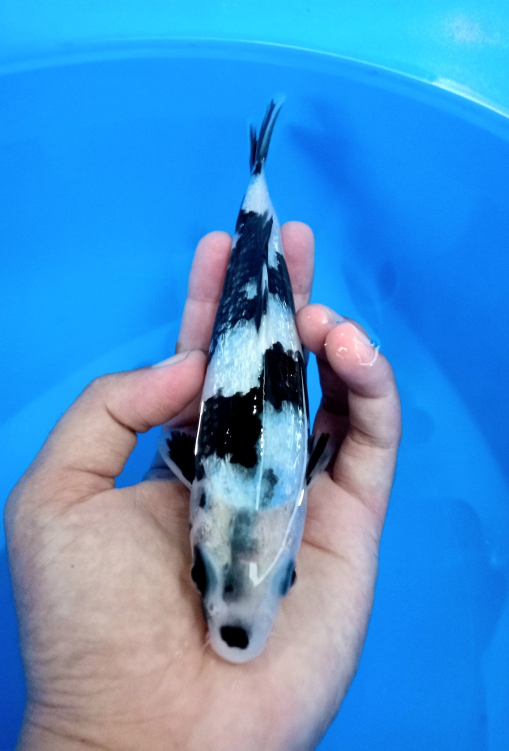 Juara 5