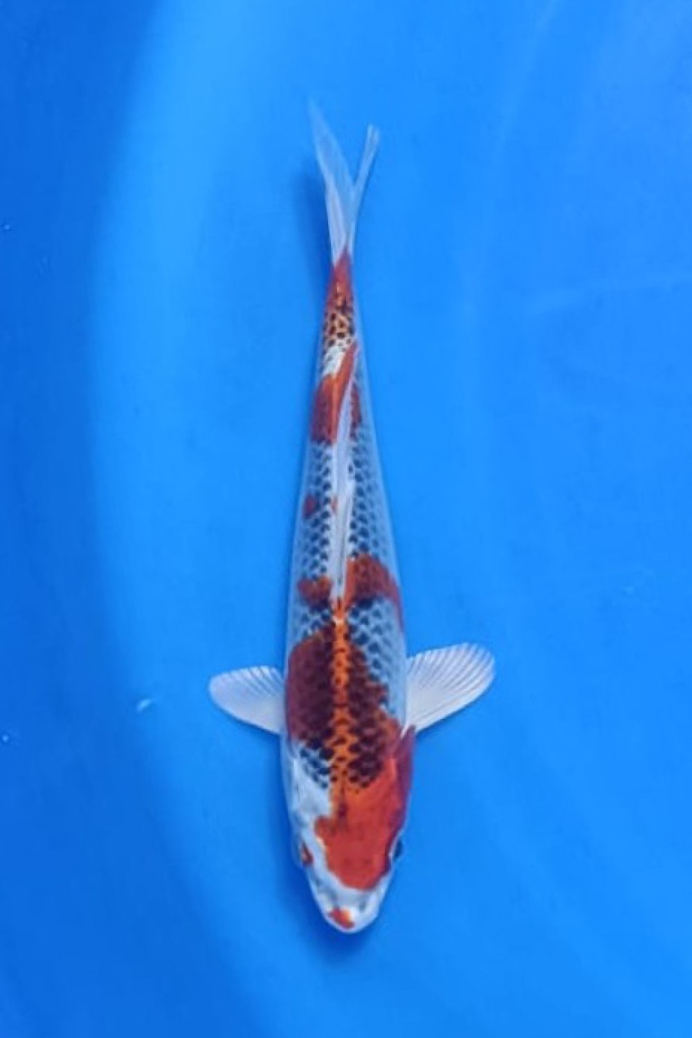 Juara 2