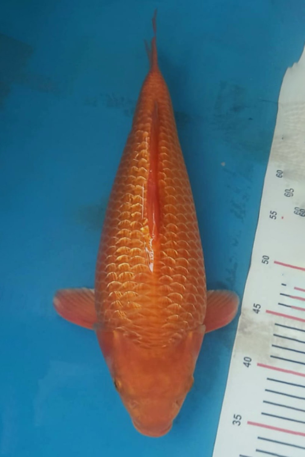 Juara 1