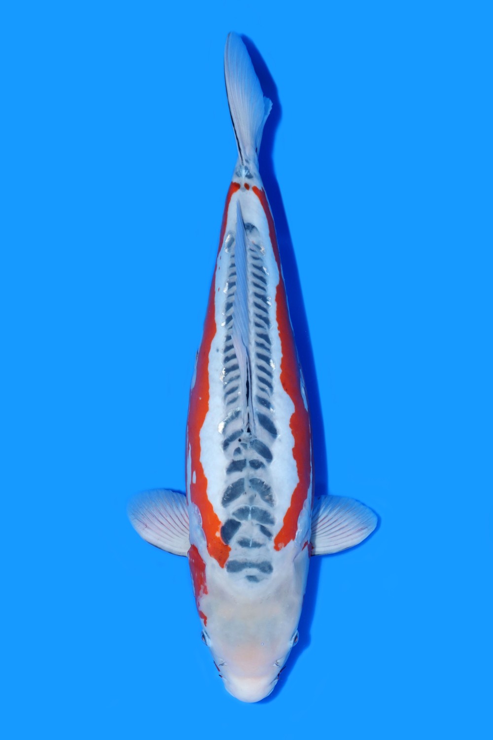Best In Size D, 56 - 60 cm