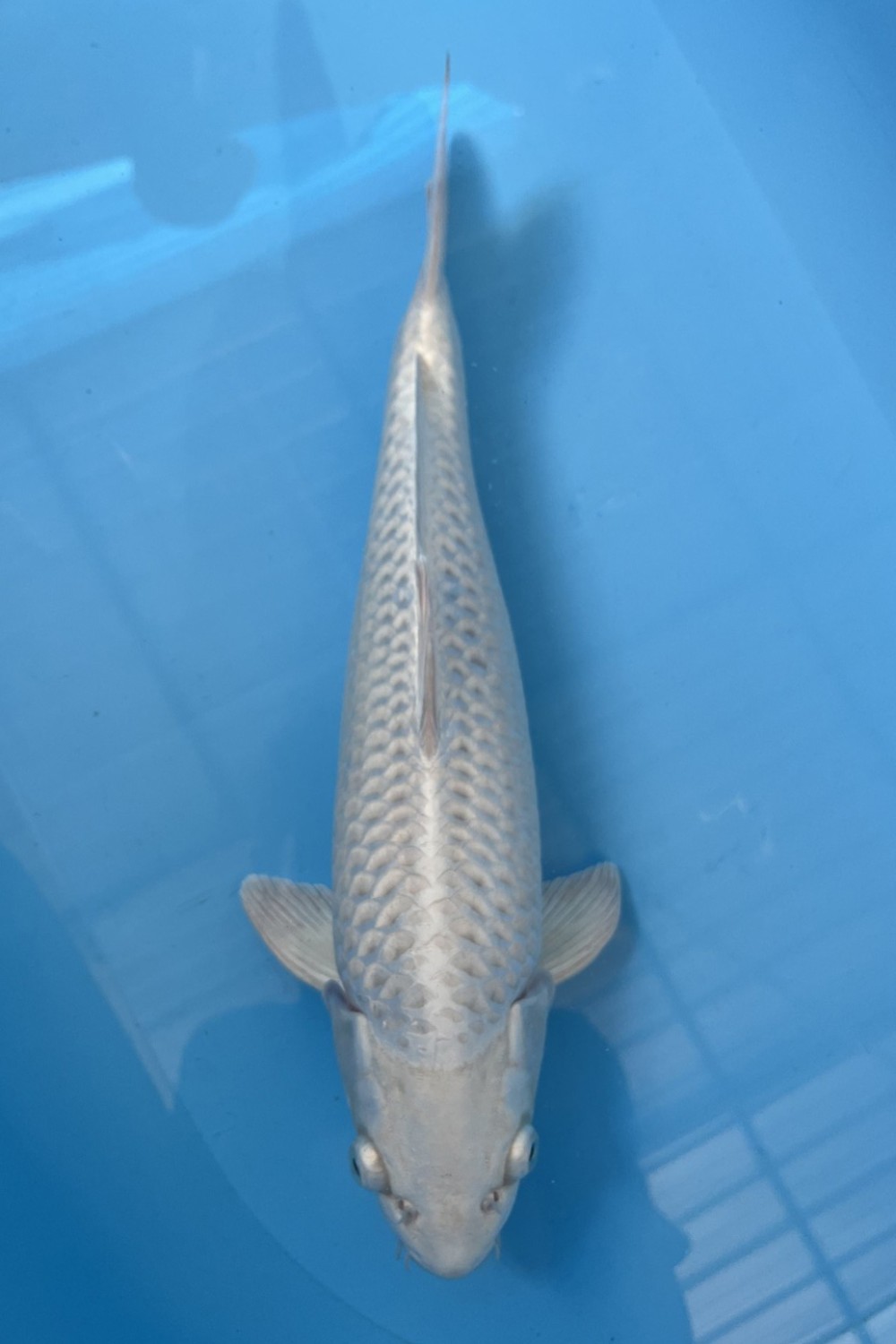Juara 1