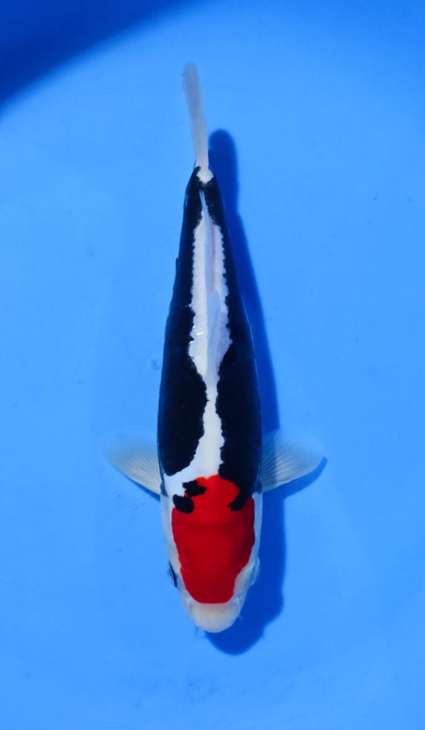 Juara 1
