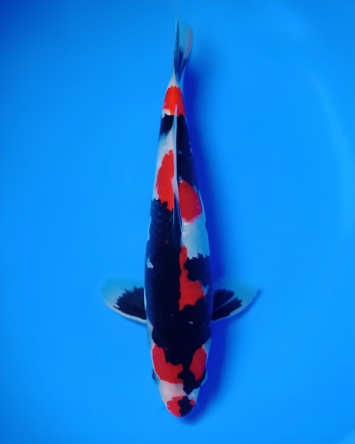 Juara 1