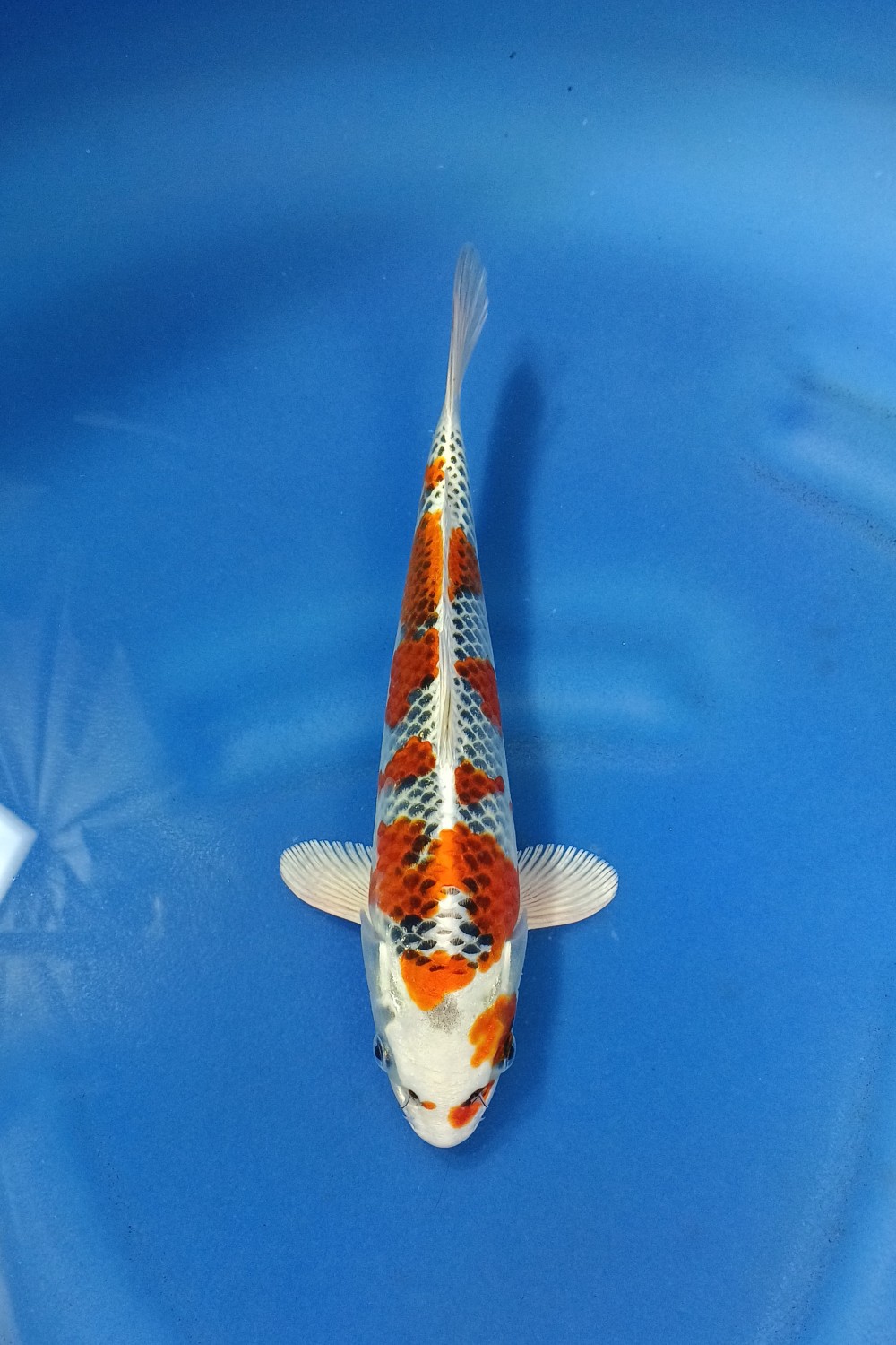 Juara 1