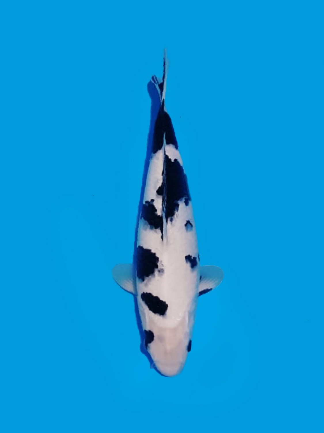 Juara 1