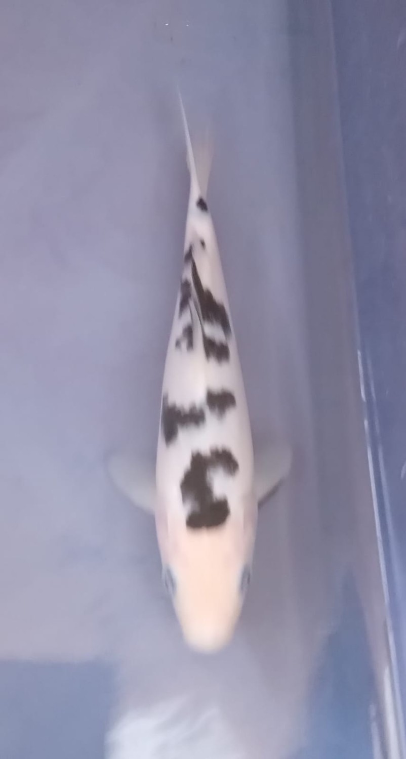 Juara 2