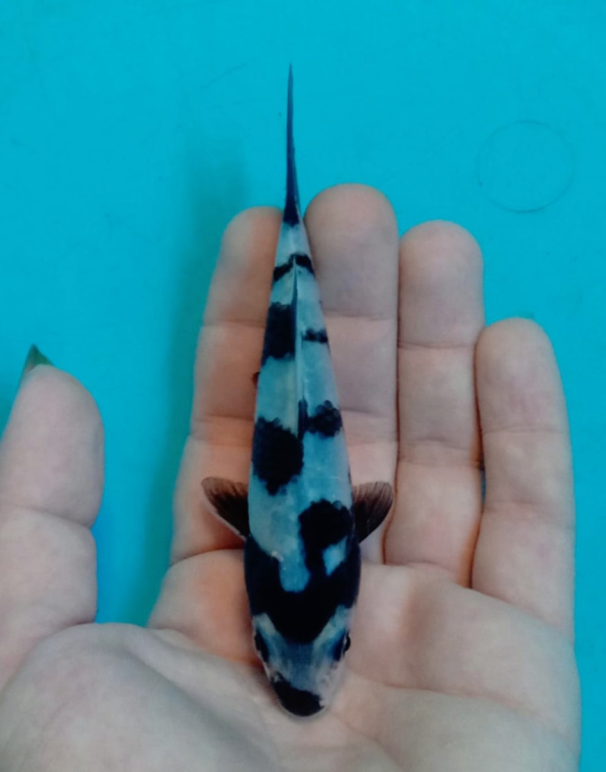 Best In Size B Up To 12 cm