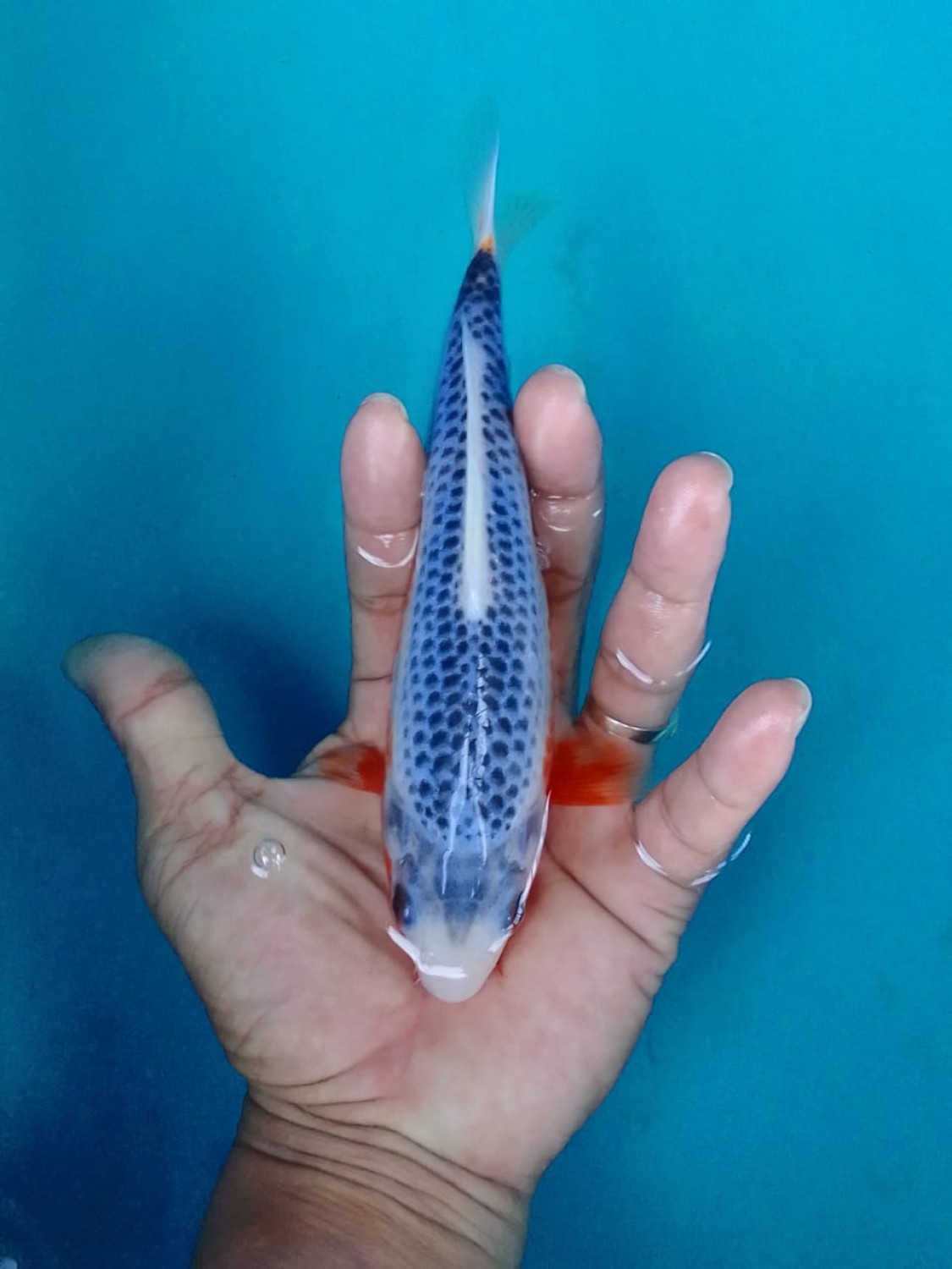 Juara 3