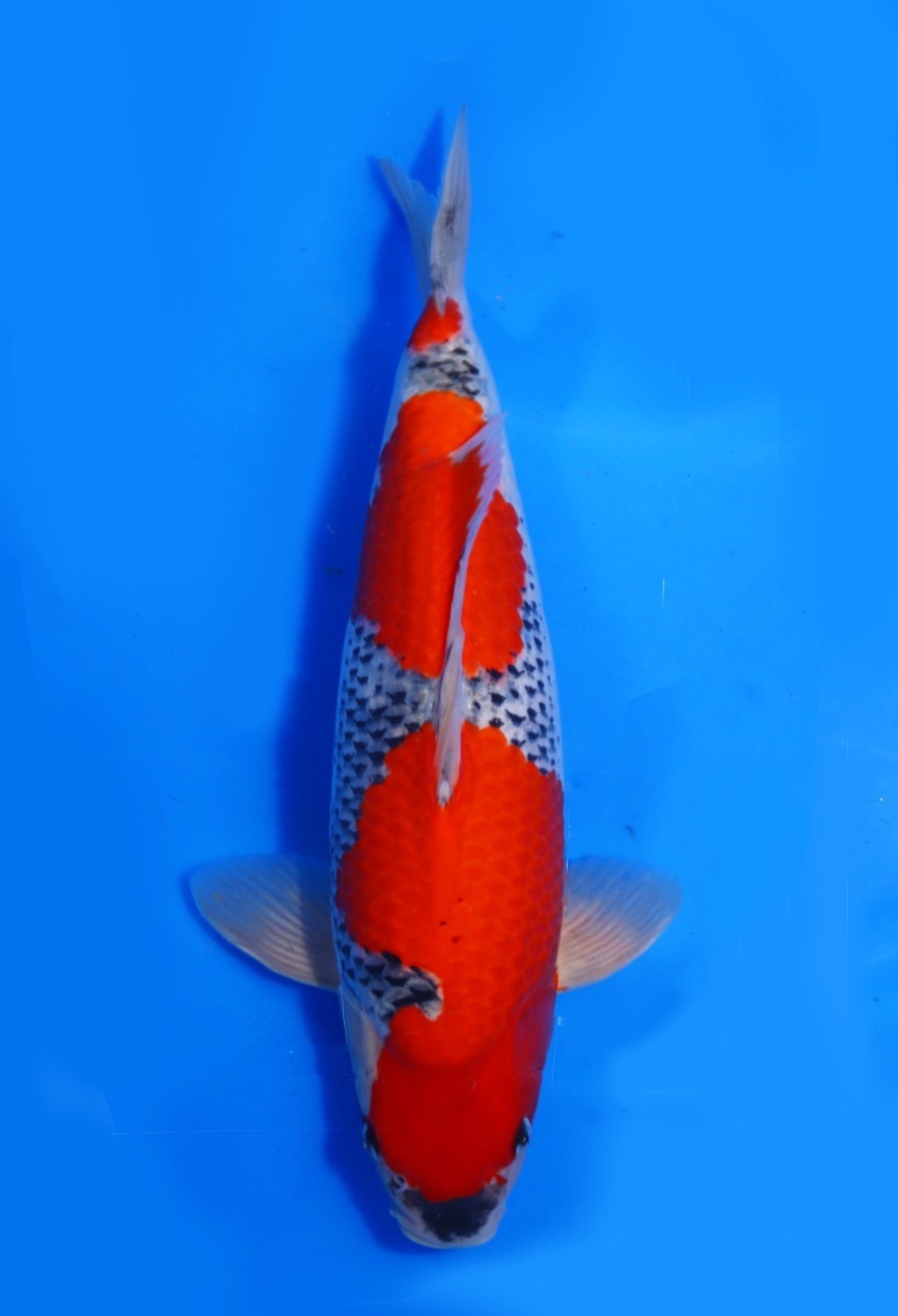 Juara 1