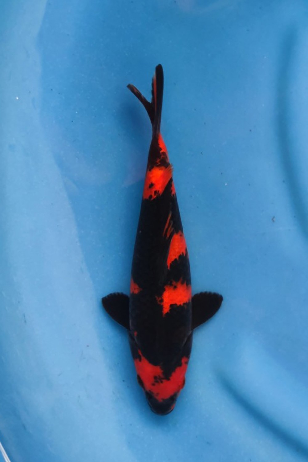 Best In Size D 21 - 25 cm