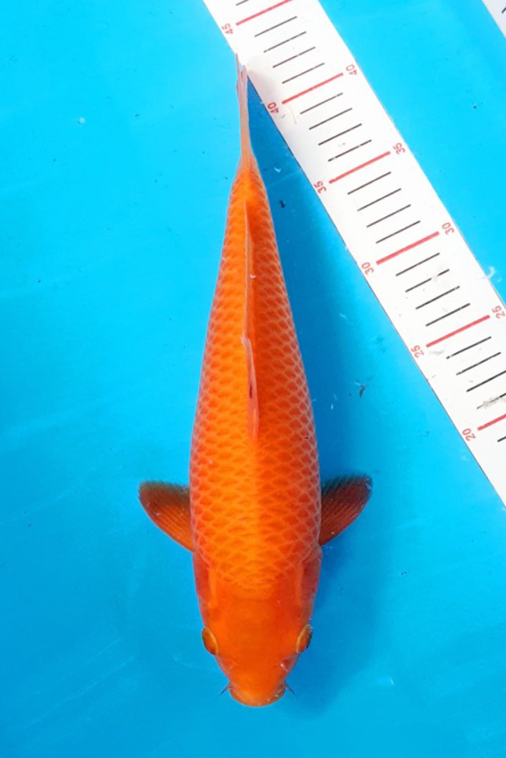 Juara 2