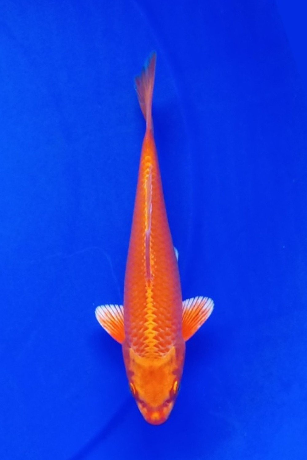 Juara 5