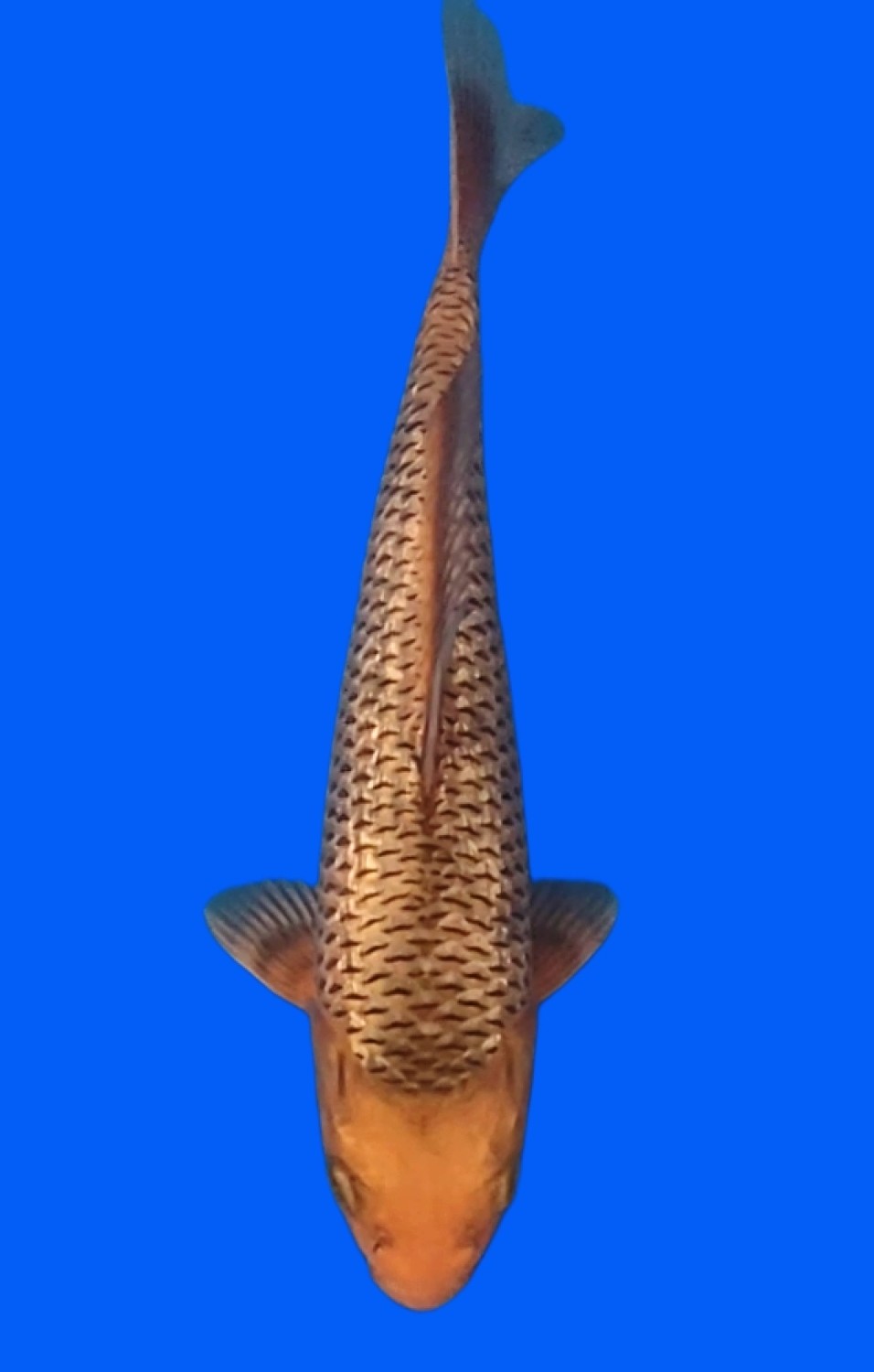 Juara 2