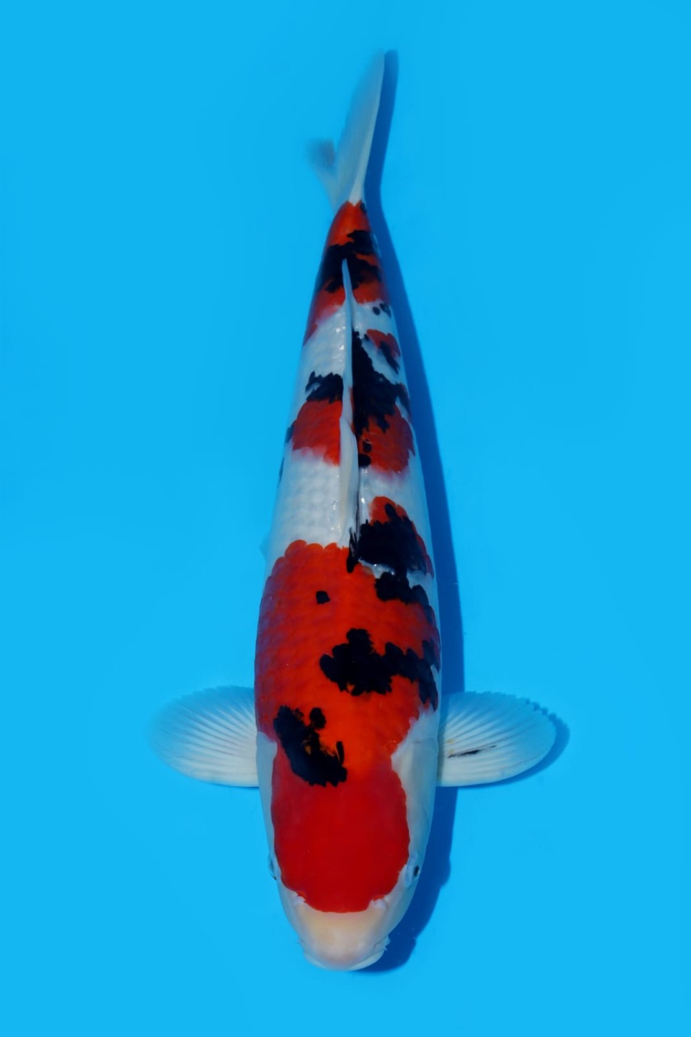 Juara 1