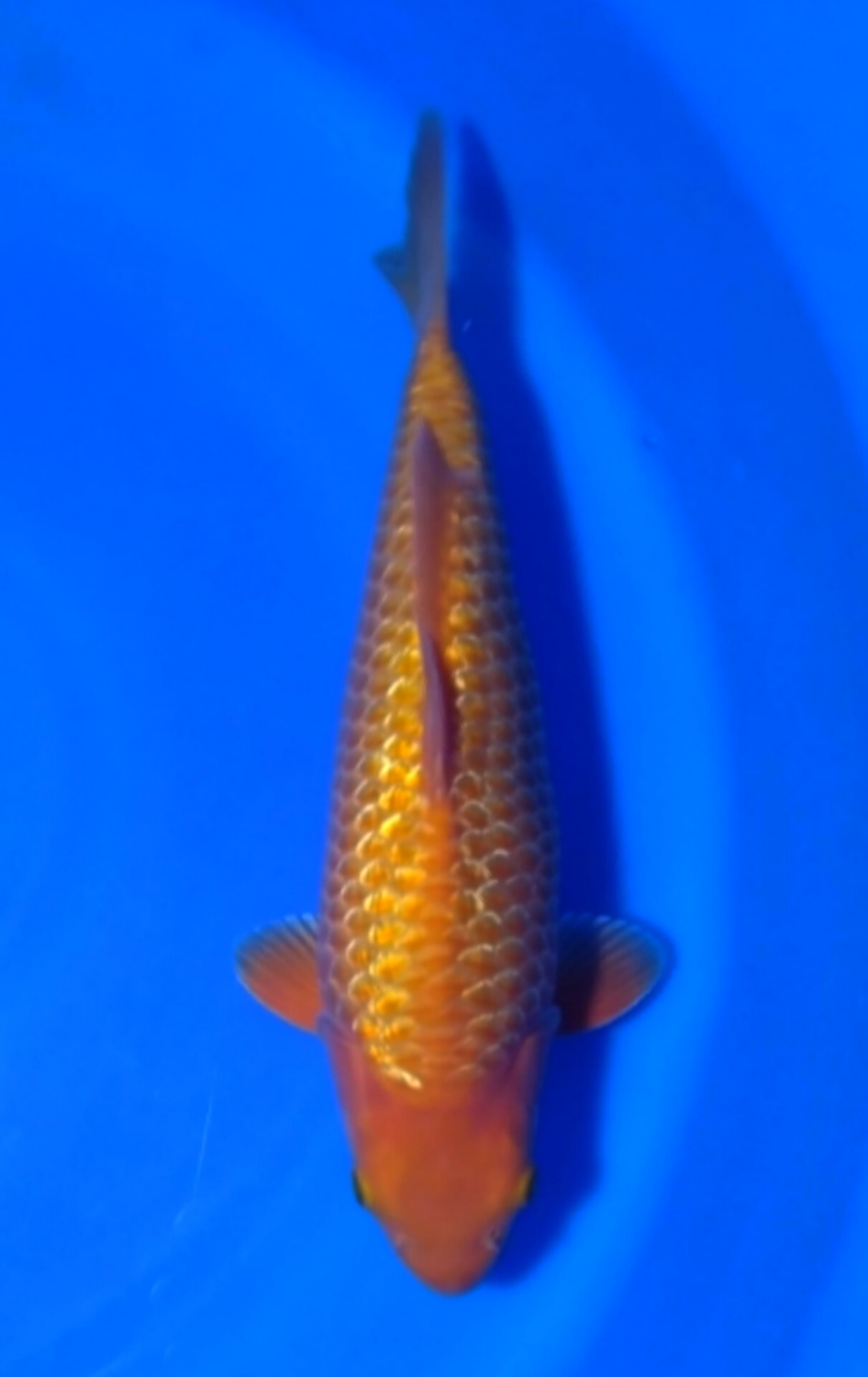 Juara 3