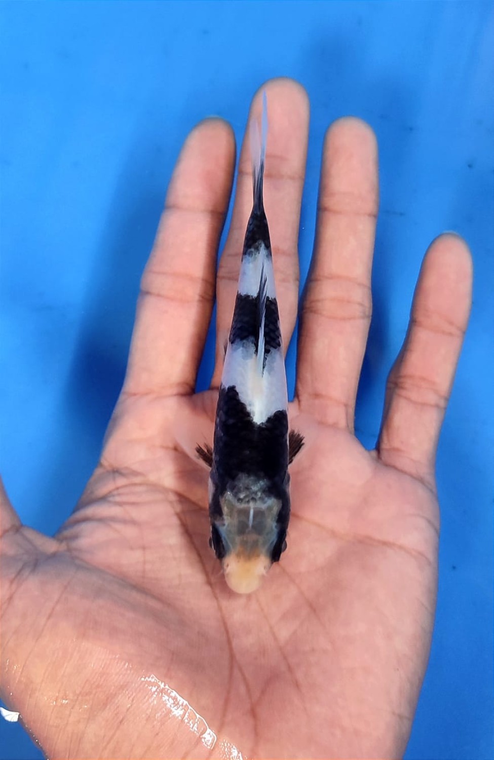 Juara 2