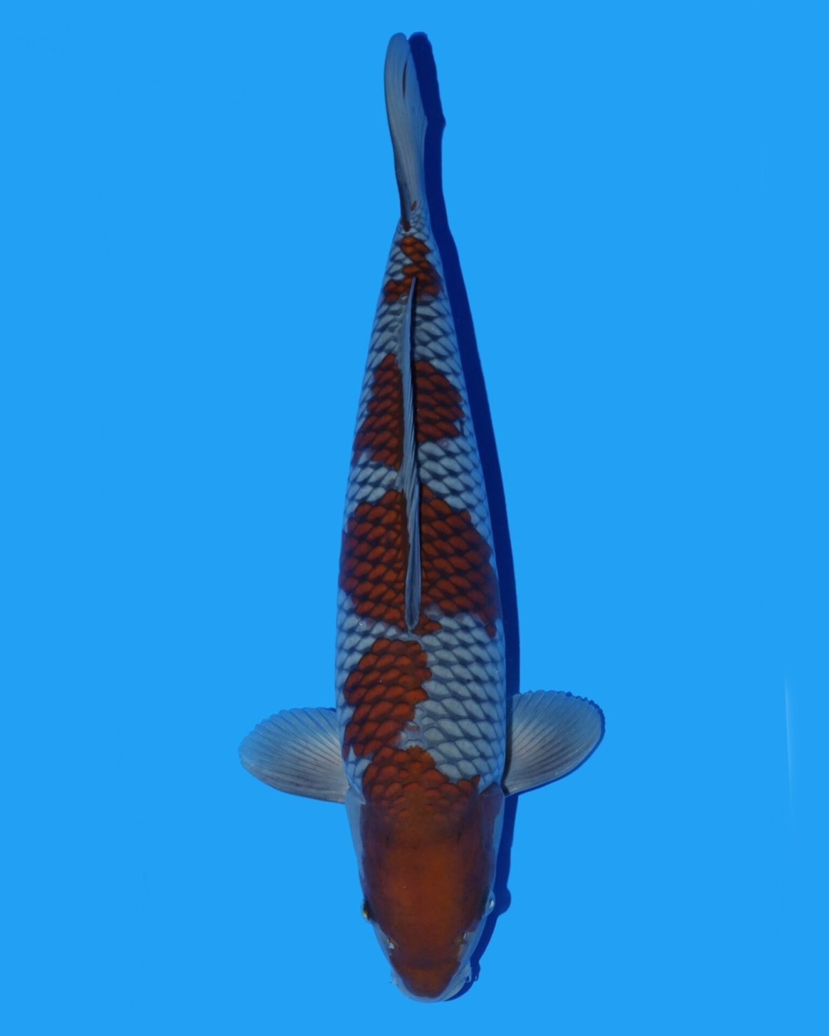 Juara 2
