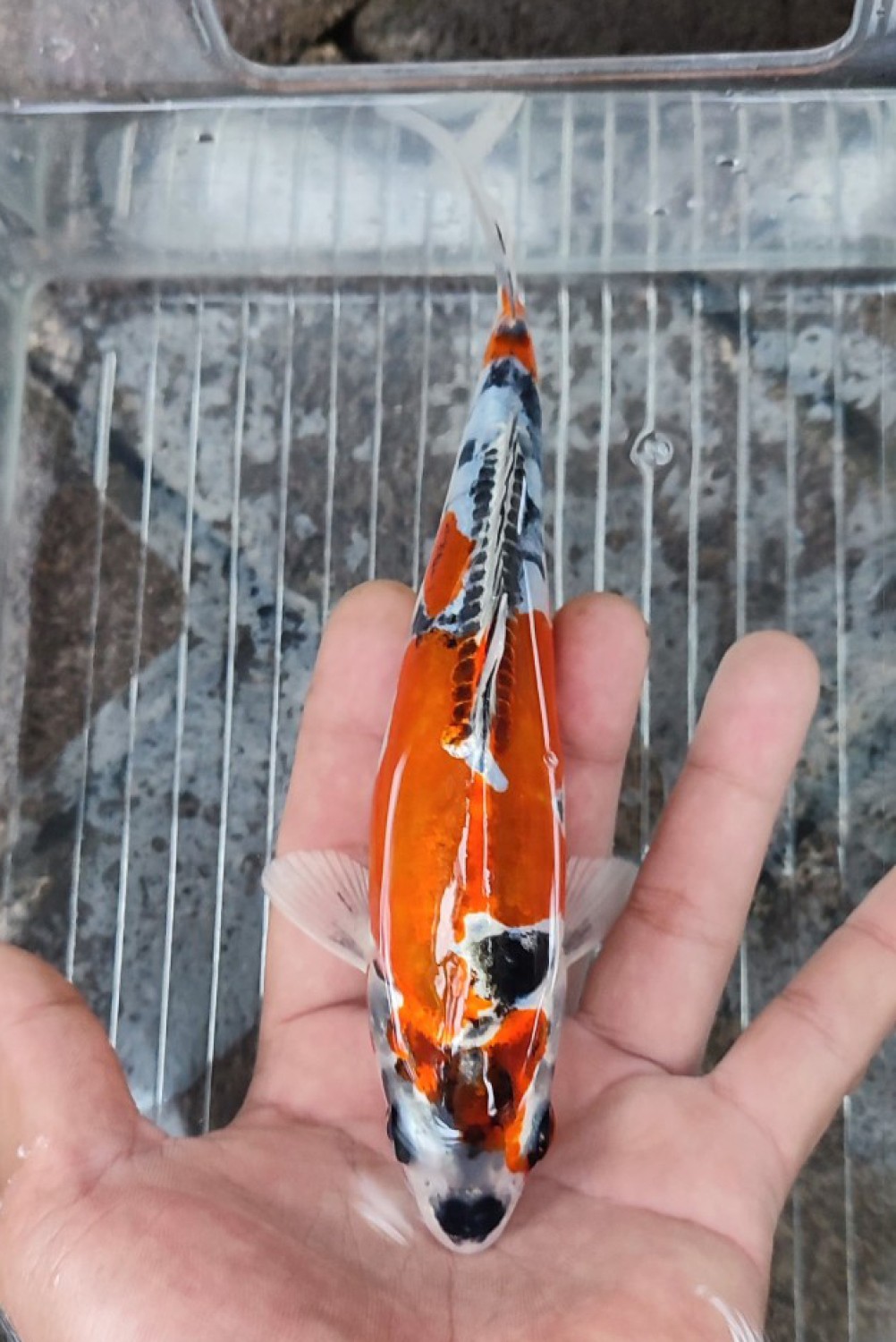 Juara 2