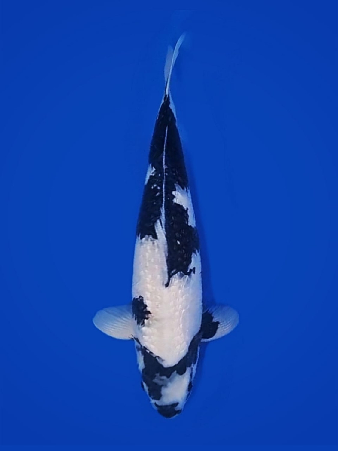 Juara 5