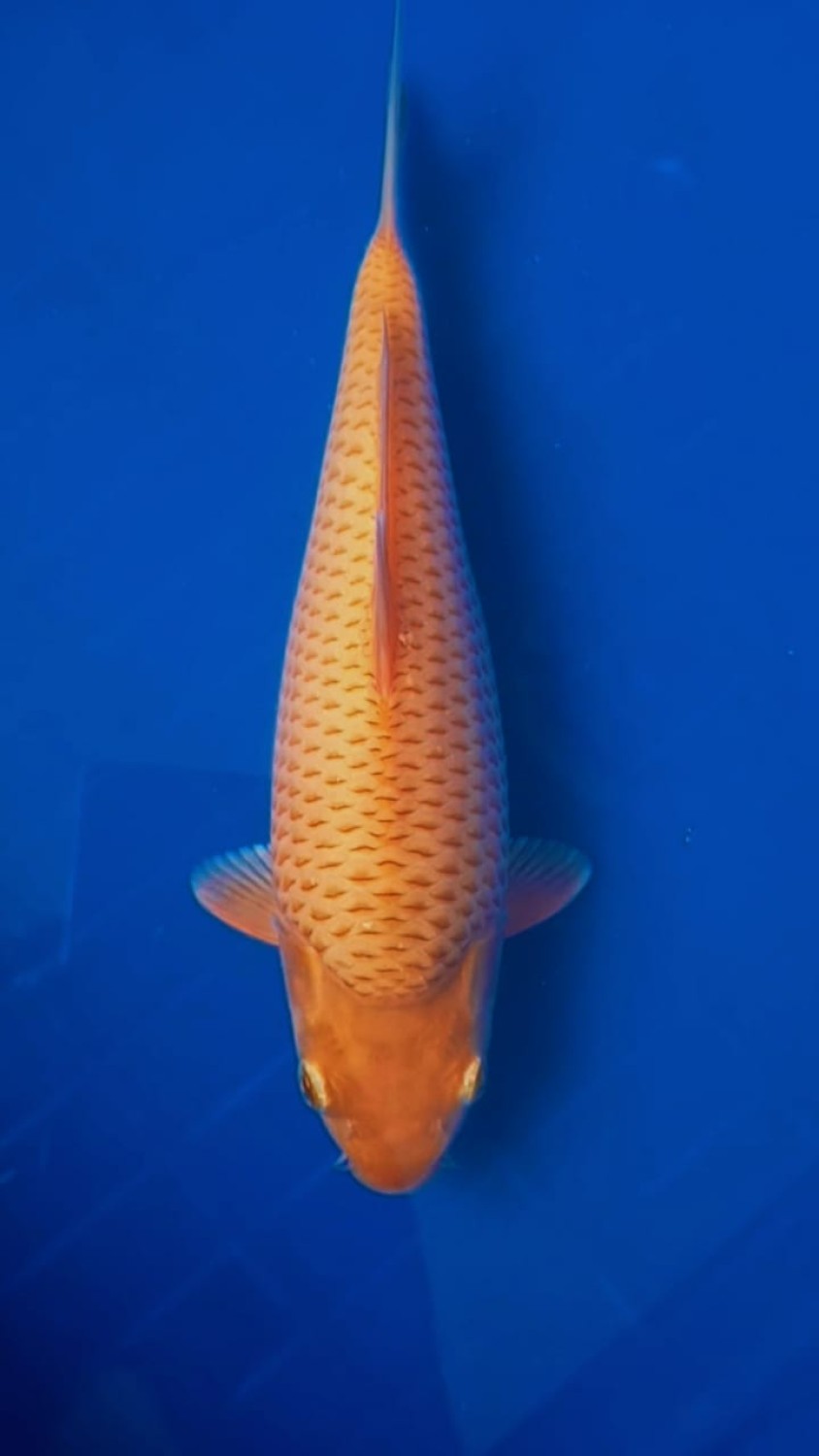 Best In Size E 16 - 20 cm