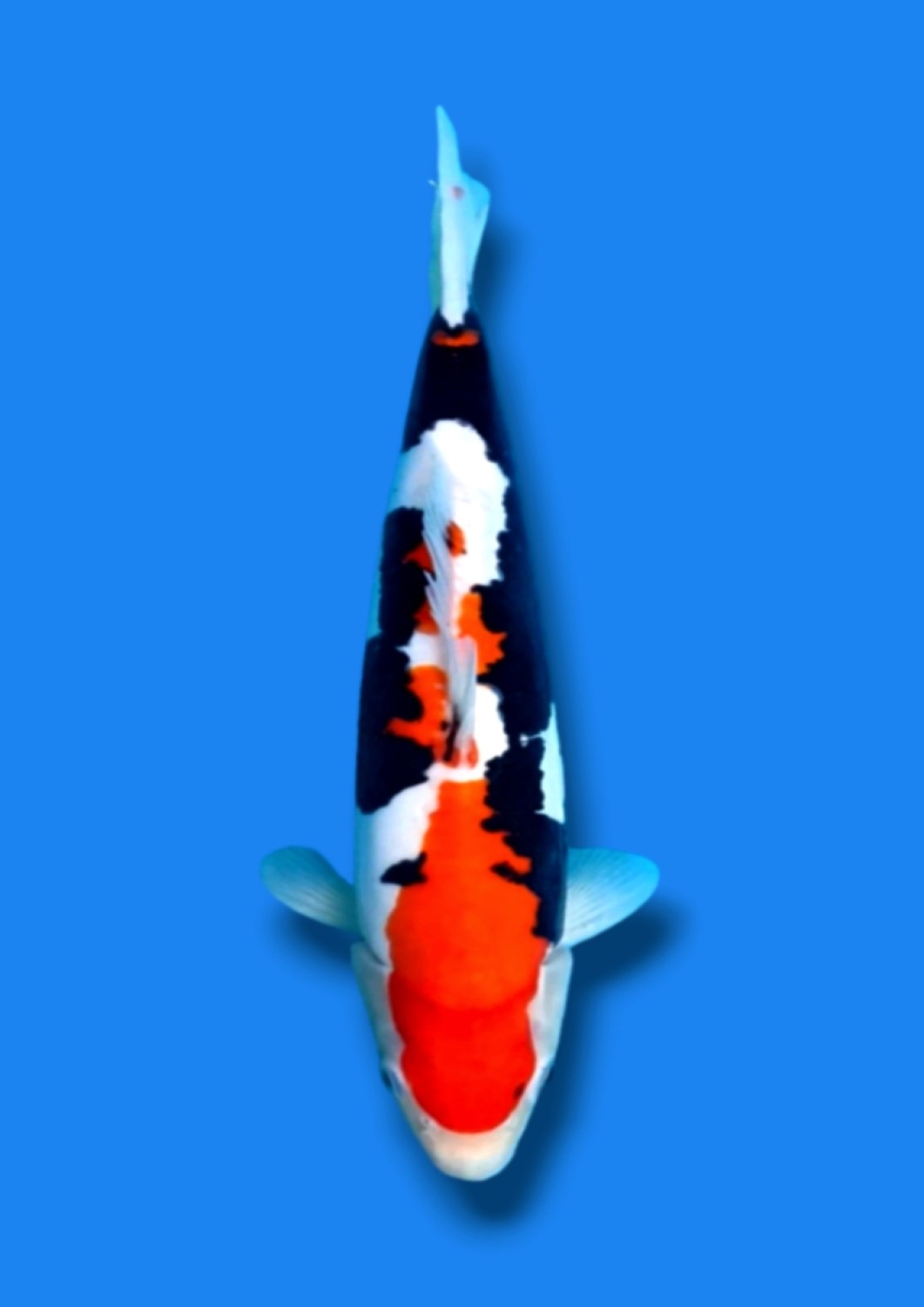 Juara 4