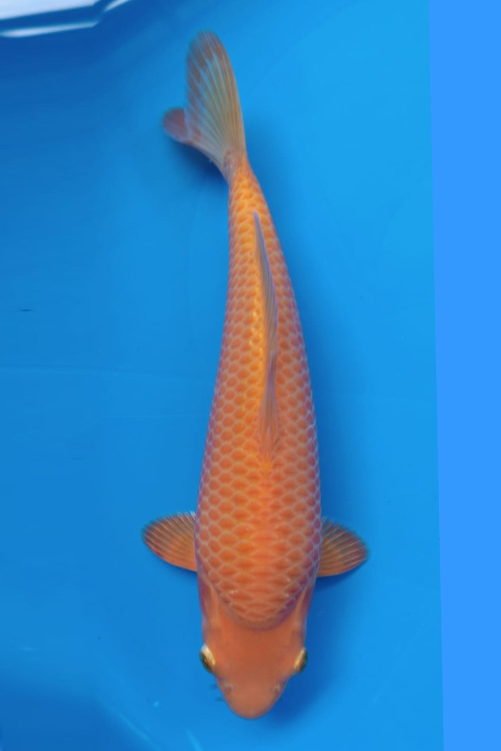Juara 4