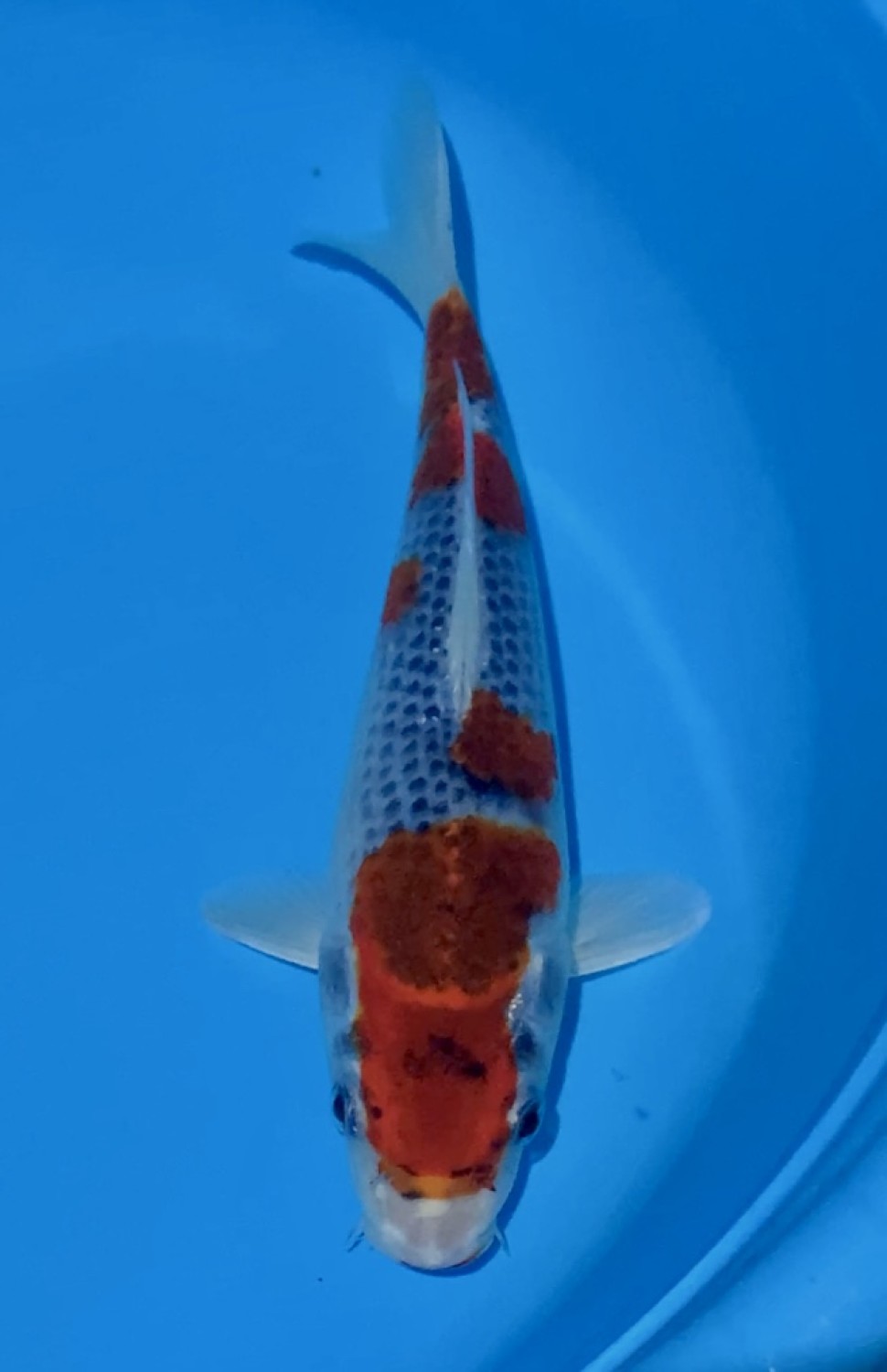 Juara 1