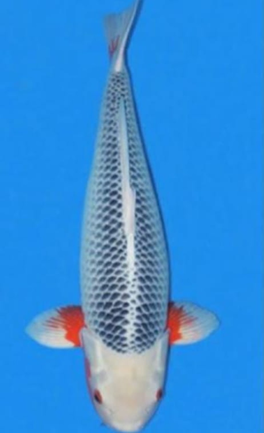 Juara 4