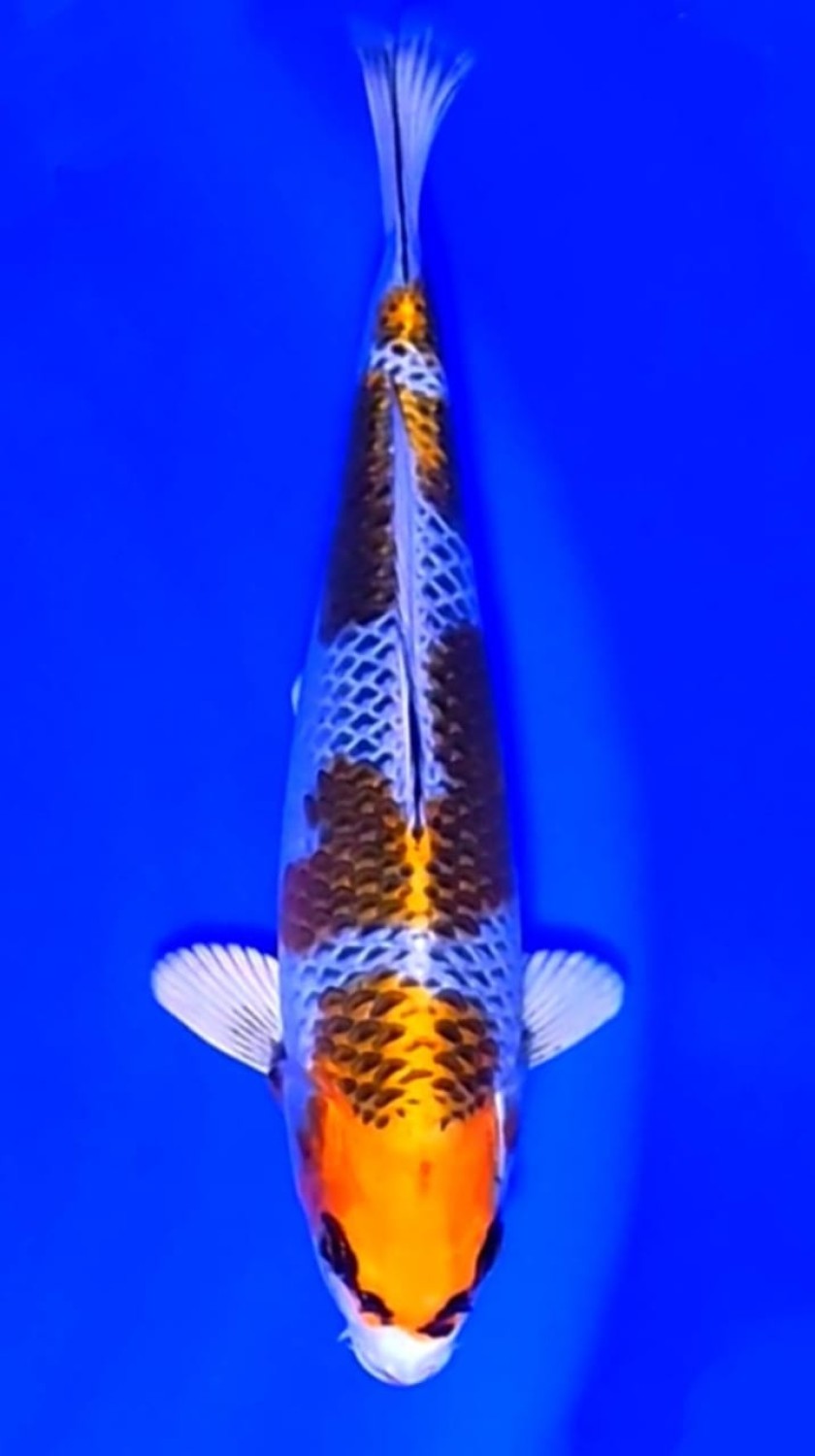 Juara 4