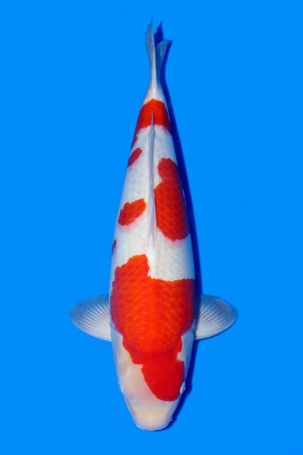 Juara 1