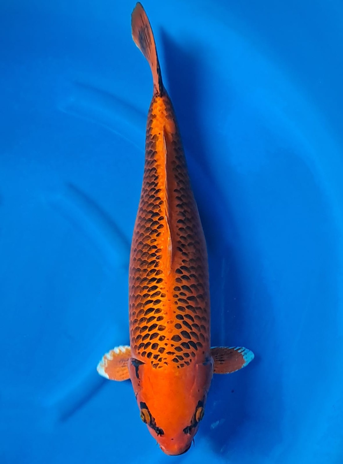 Juara 3