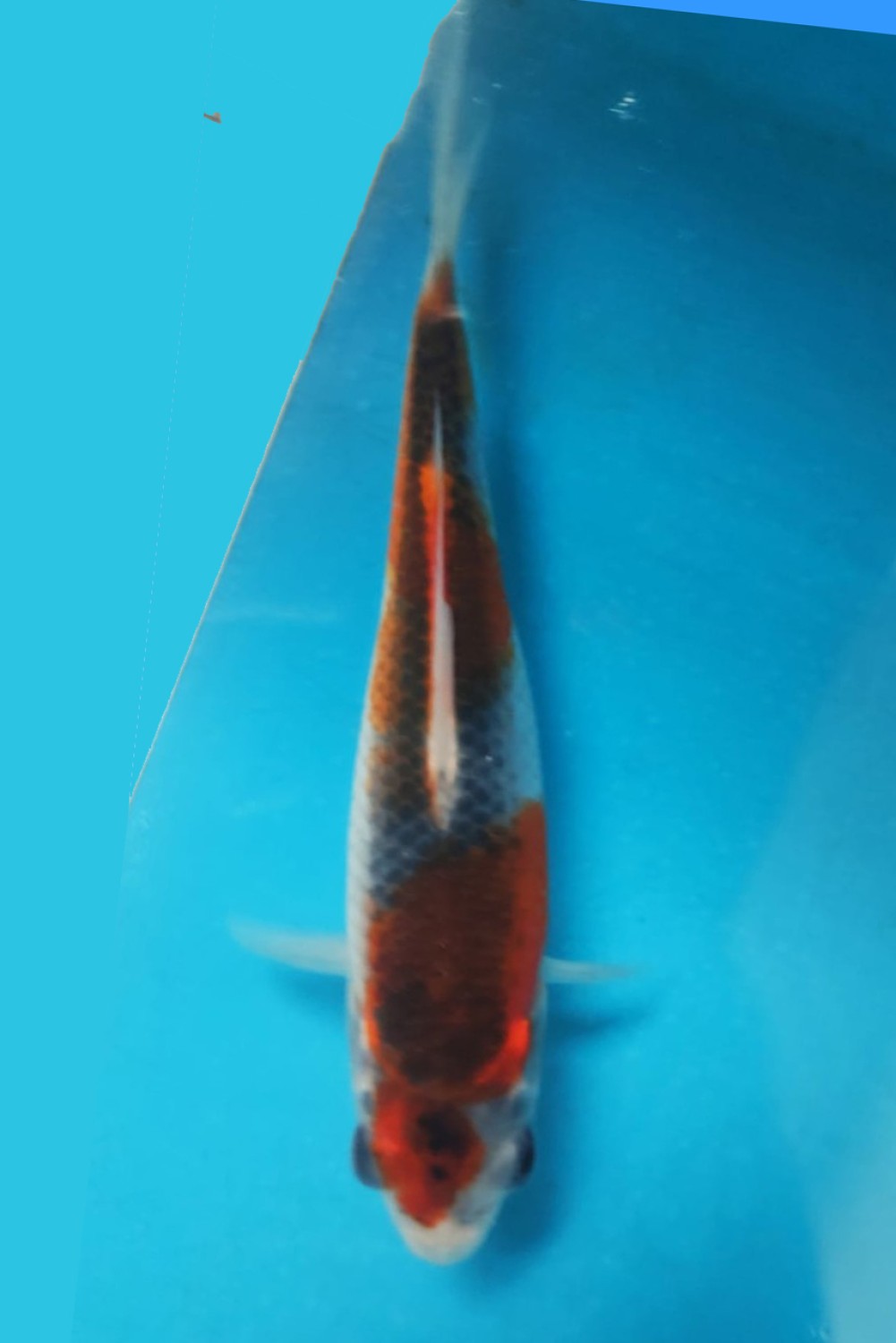 Juara 1