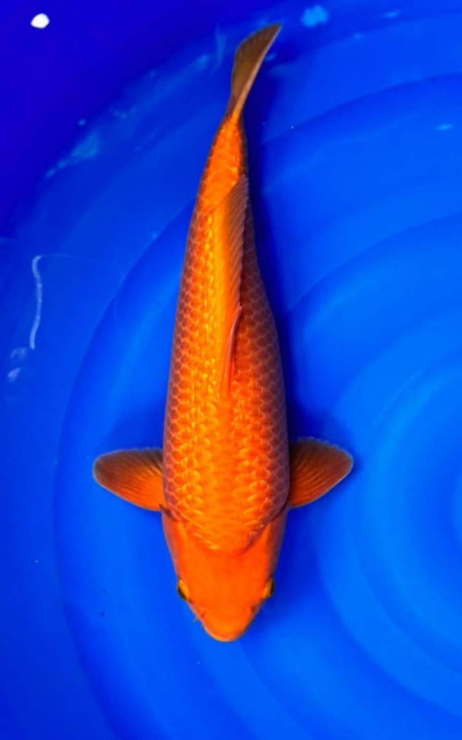 Juara 2