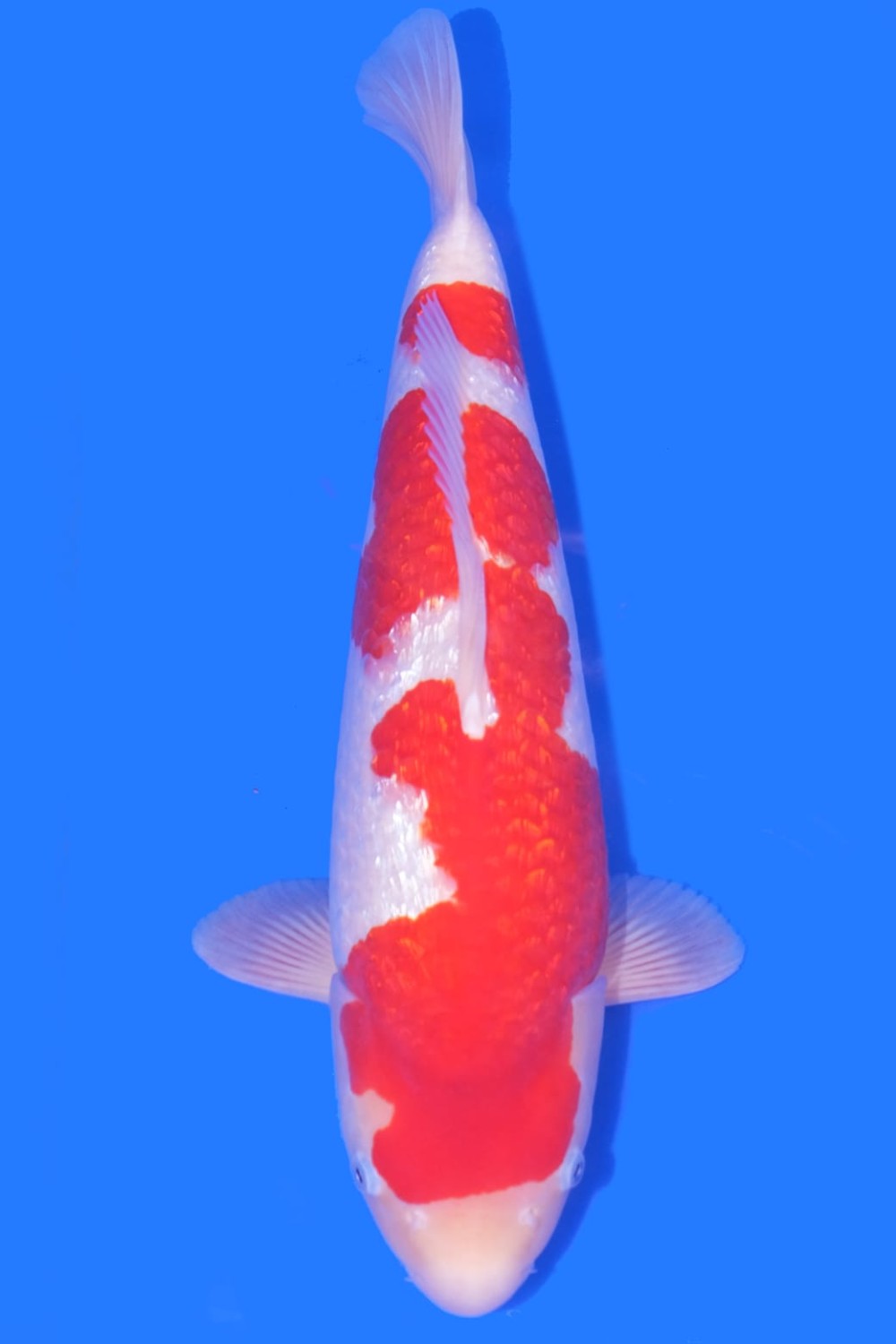 Juara 5