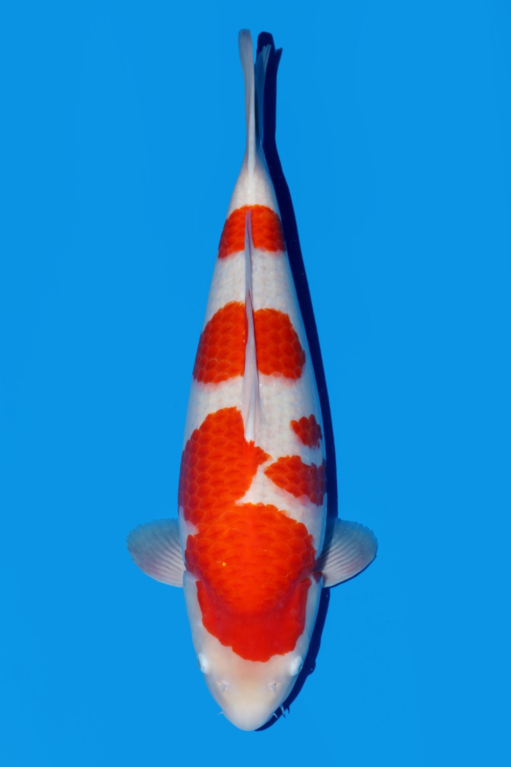 Juara 1