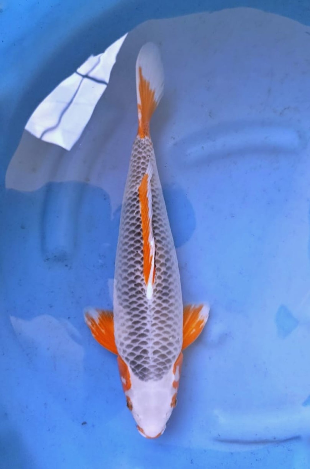 Juara 1