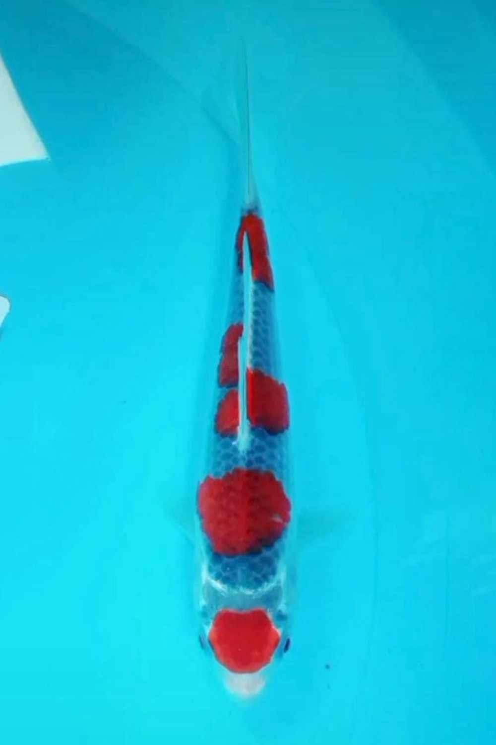 Juara 2