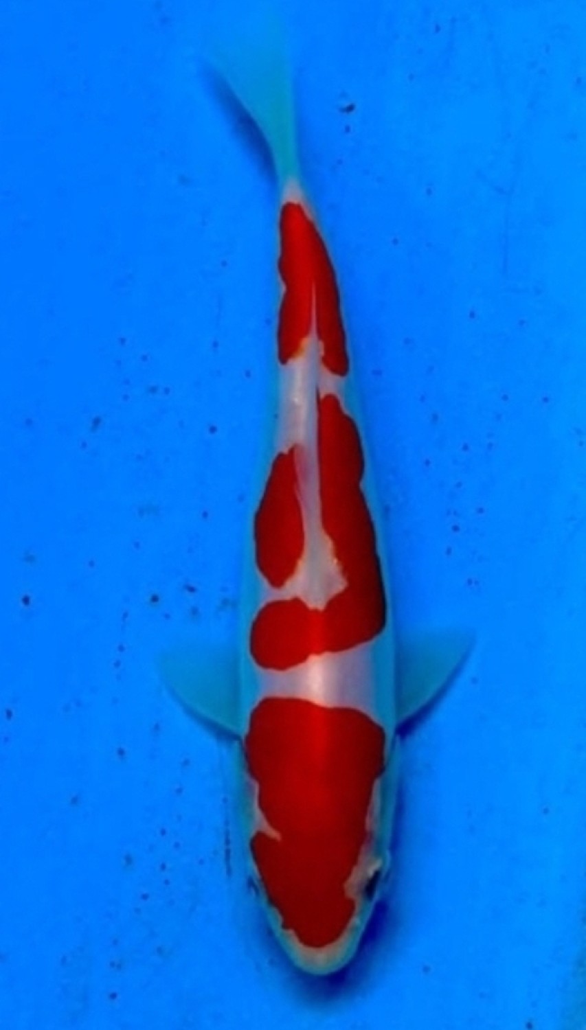 Juara 4