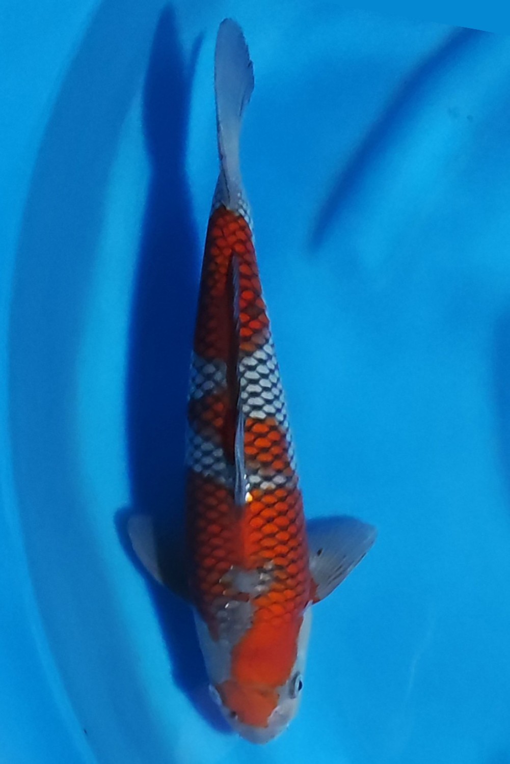 Juara 1