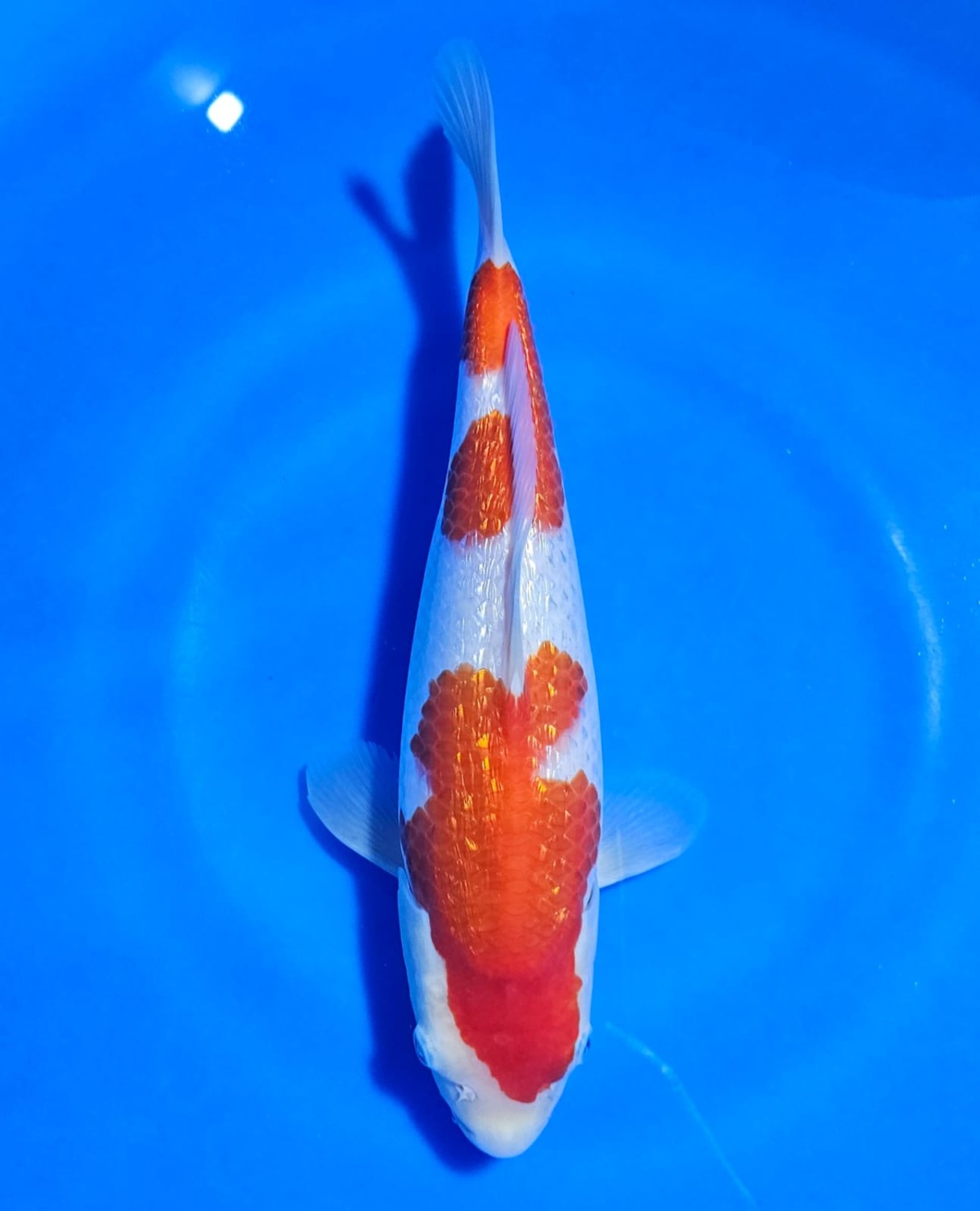 Juara 1
