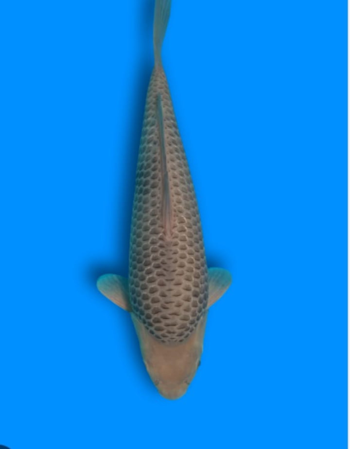 Juara 1