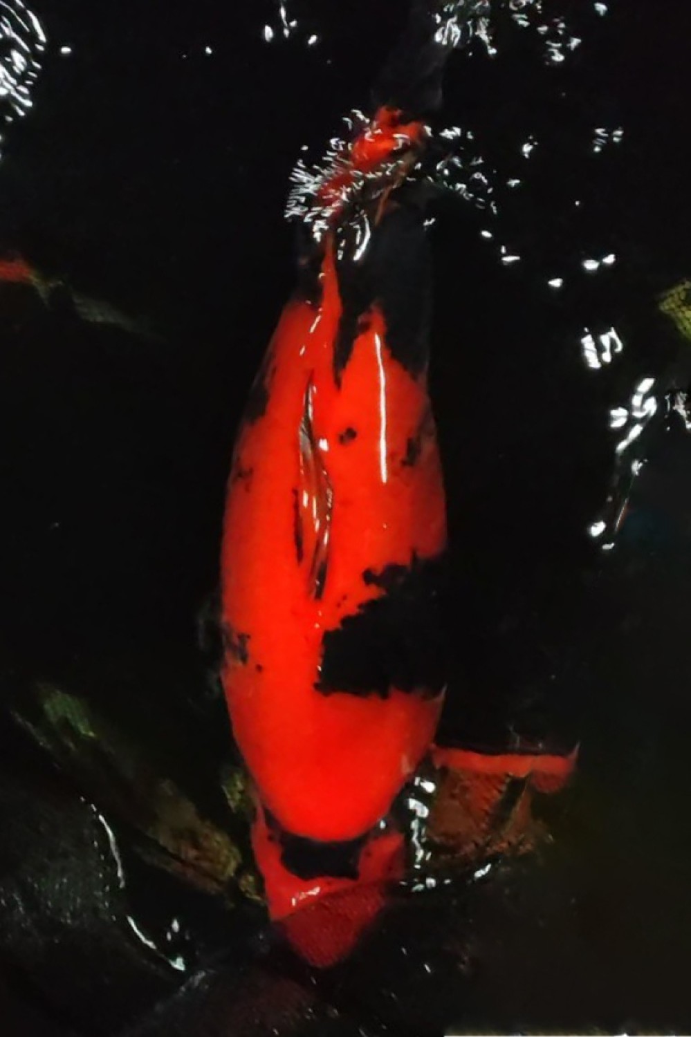 Juara 2