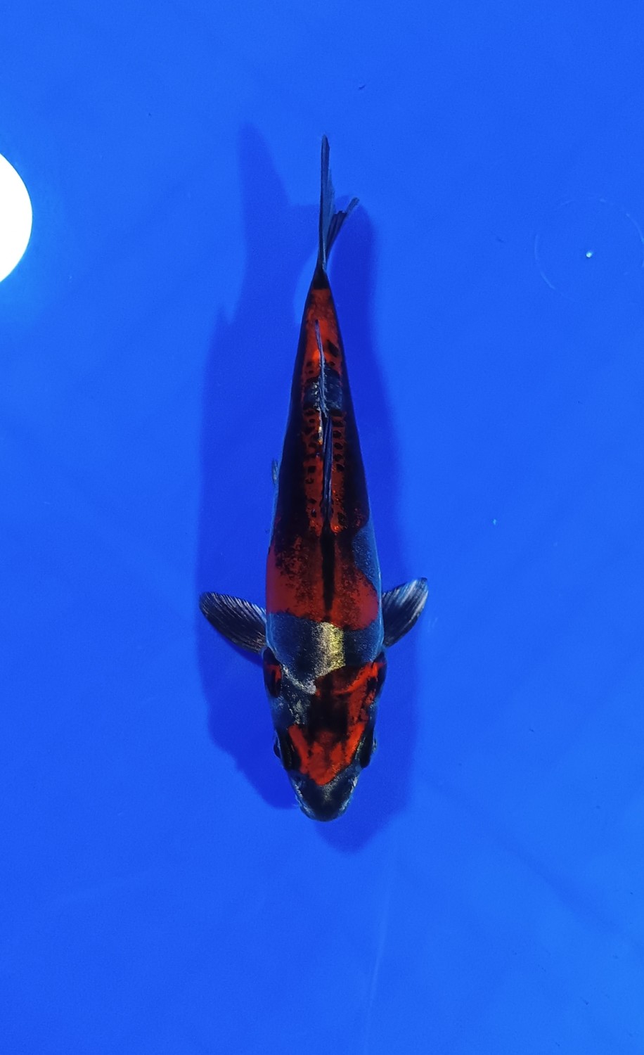 Juara 3