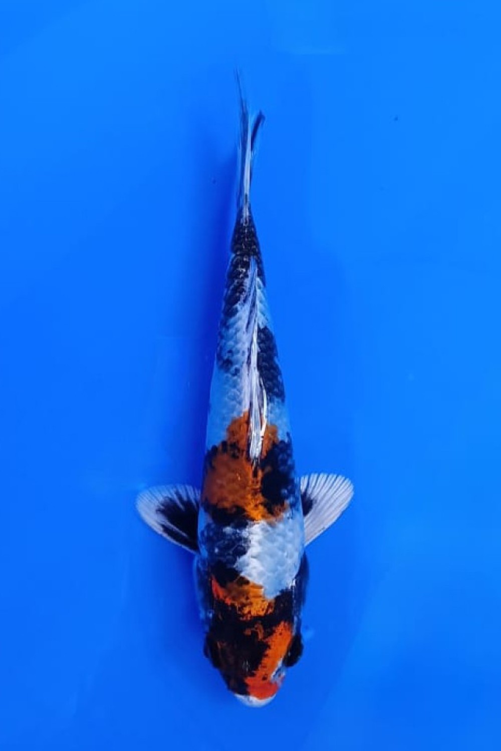Juara 1