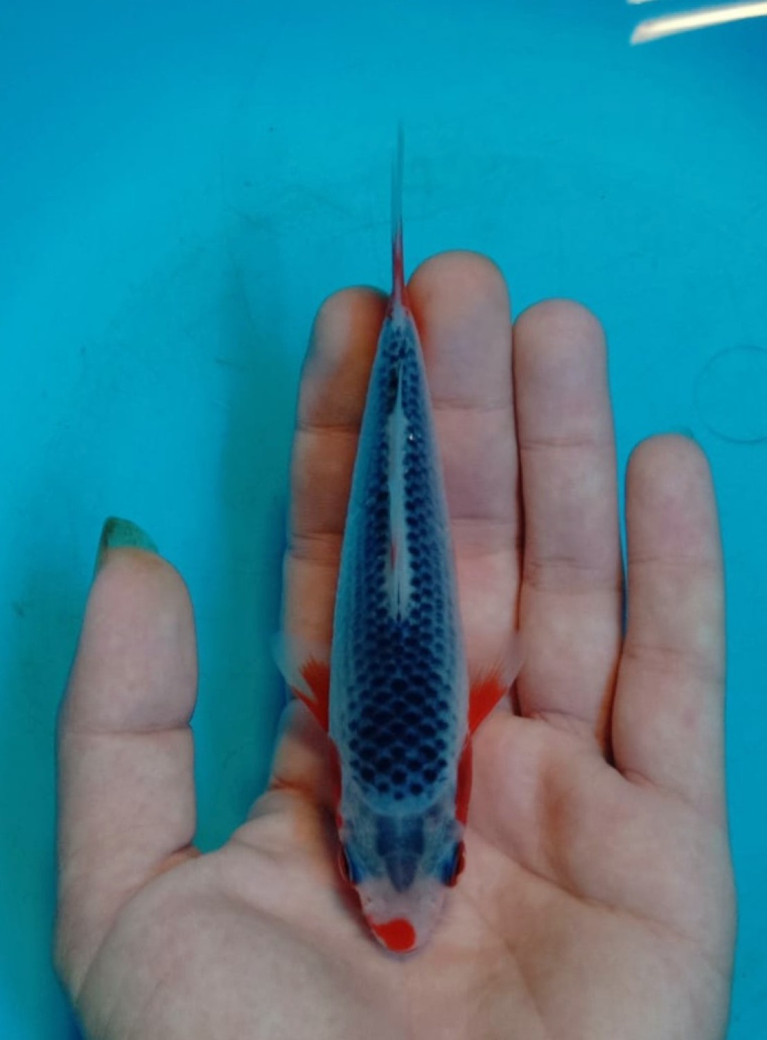 Juara 1