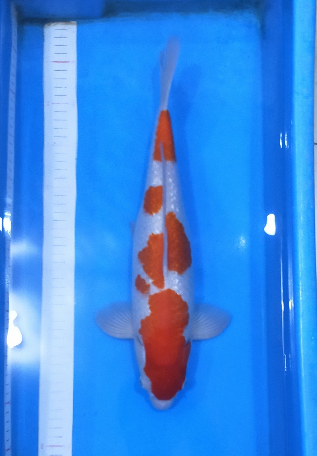 Juara 1