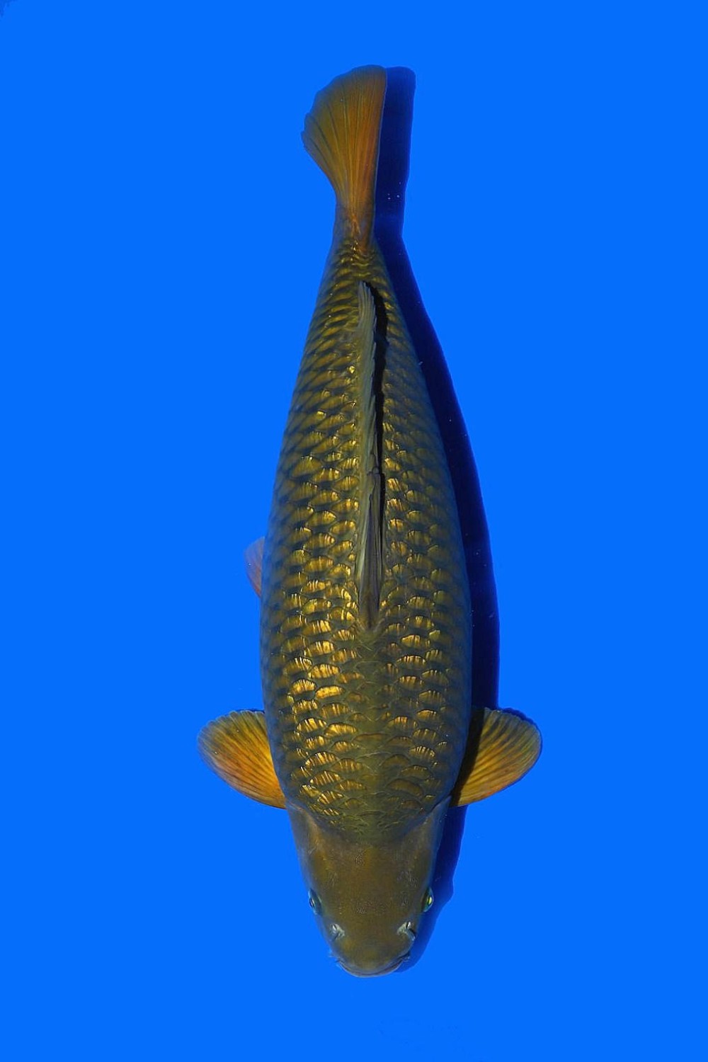 Juara 1