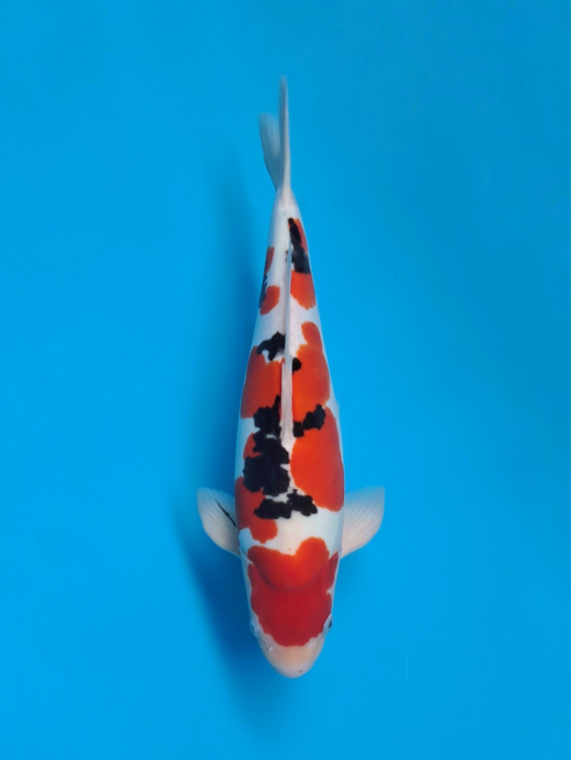 Juara 1